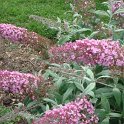 Buddleja davidii 'Pink Delight' fleur